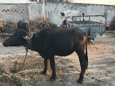 થંબનેલ 2