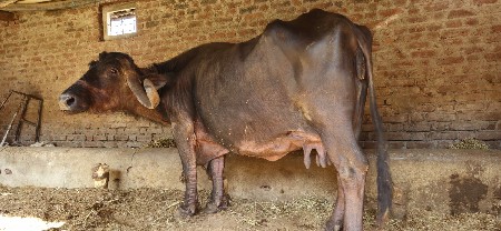 6 દીવશ ની વિહાયેલી