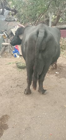 થંબનેલ 2