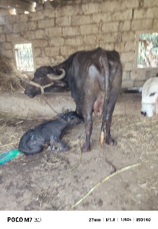 थंबनेल 2