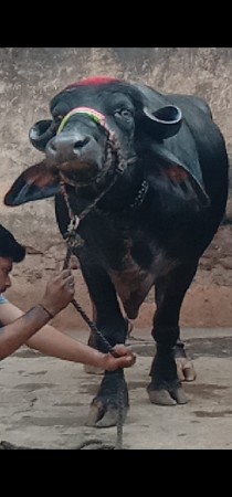 3 ભેંસ વેચવાનું છે