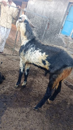 બોકડો‌ વેસવાનો‌ સે