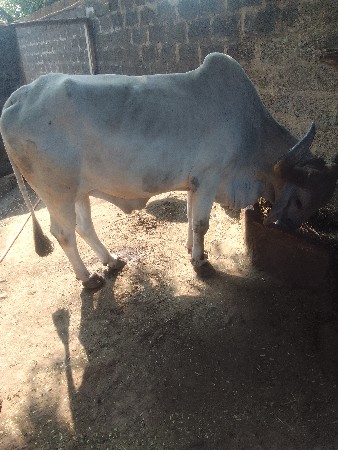 थंबनेल 3