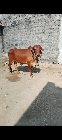 થંબનેલ 3