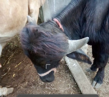 પાડૉ વૅસવાનૉસૅ