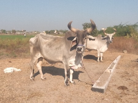બળદ વેચવાના છે