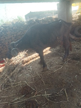 થંબનેલ 2