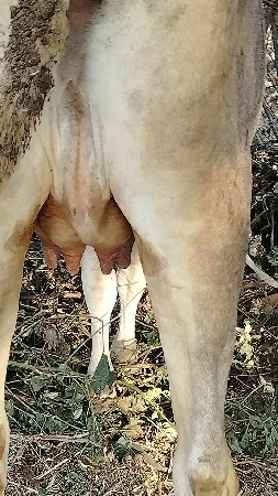 અઘબેરું જર્સી ..પેલું વેતર ઓડકી