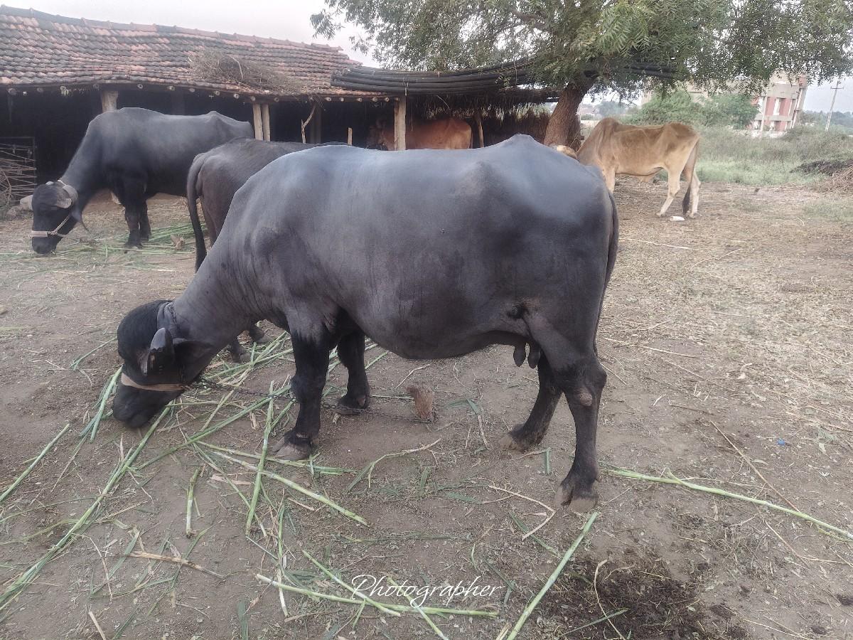 થંબનેલ 2