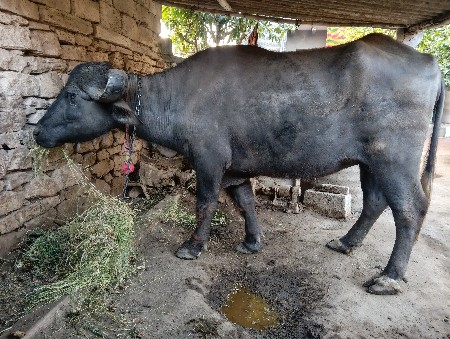 થંબનેલ 3