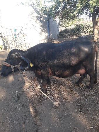 ભેસ વેચવા ની છે