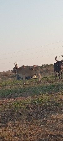 બાળદ.વેચવાનાછે