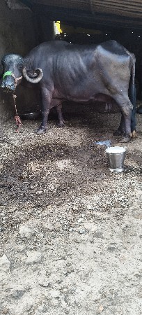 थंबनेल 2