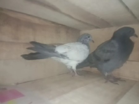 थंबनेल 2