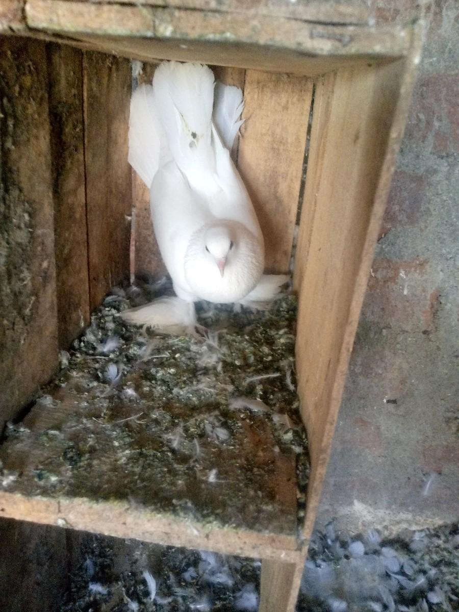 थंबनेल 3