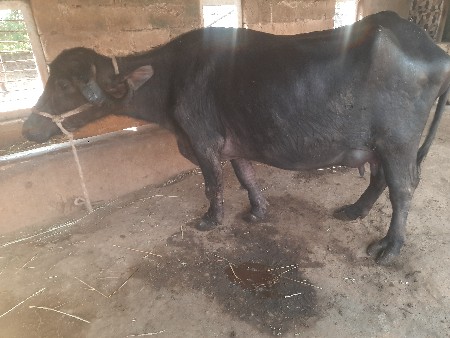 थंबनेल 2