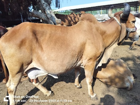 થંબનેલ 2