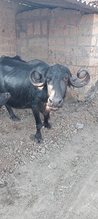 ભેંસ વેચવાની છે