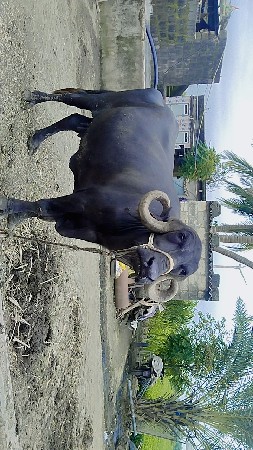 જય દ્વારકાધીશ