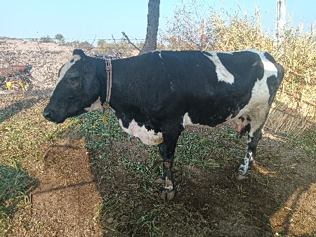 થંબનેલ 1