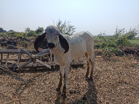 વેચવાની છે