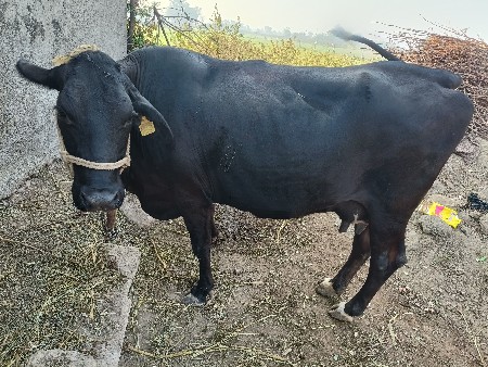 જરસી ગાય