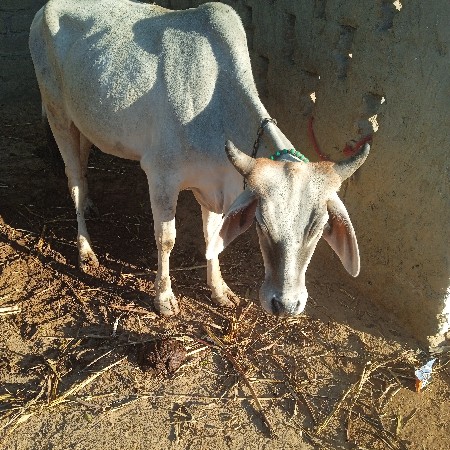 थंबनेल 3