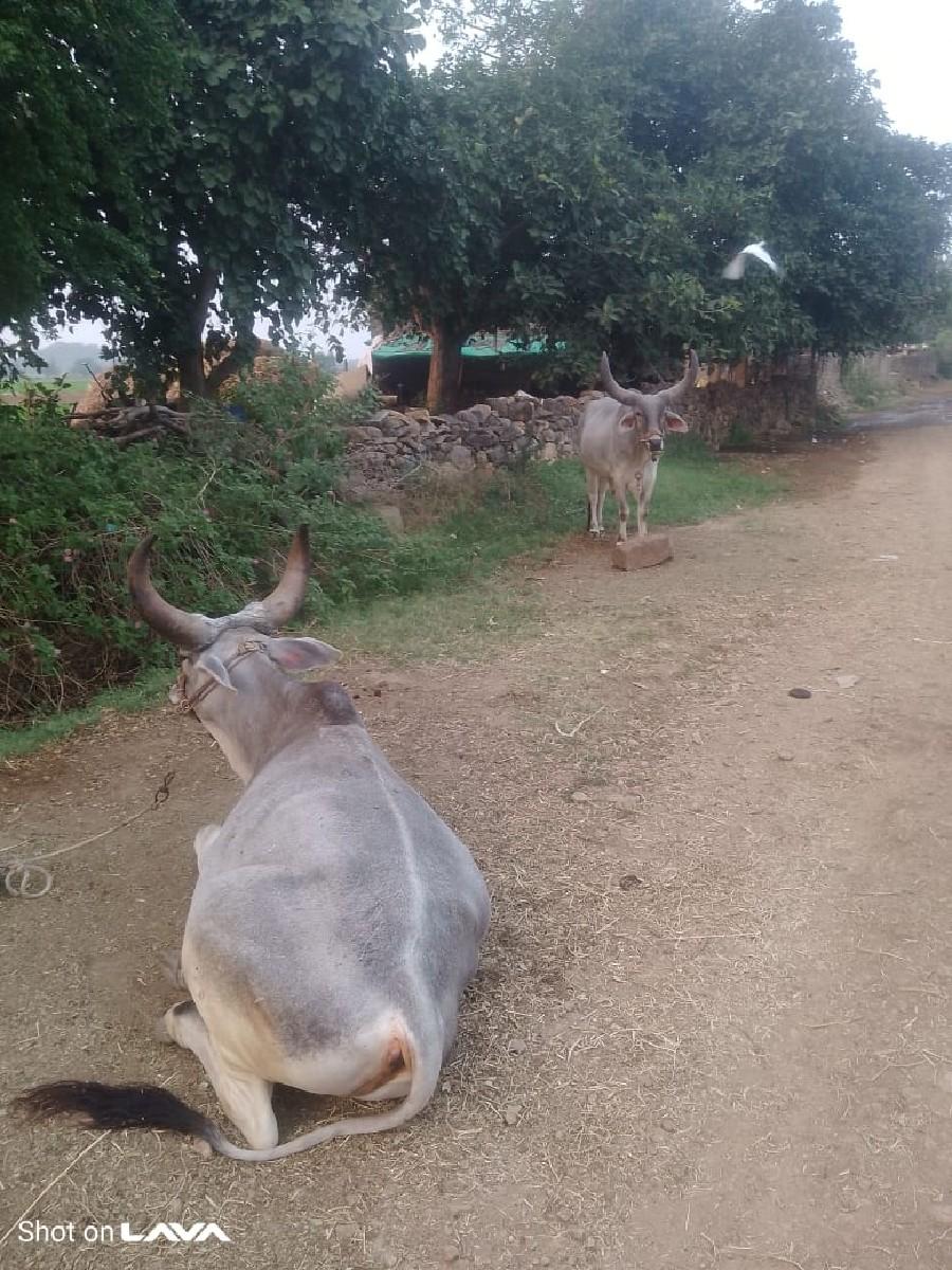 આ વઢીયારા બળદ વેચવાના છે 9429354859