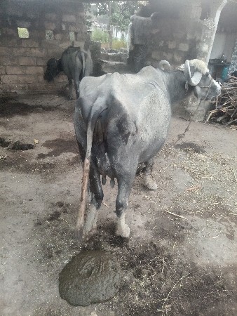 थंबनेल 3