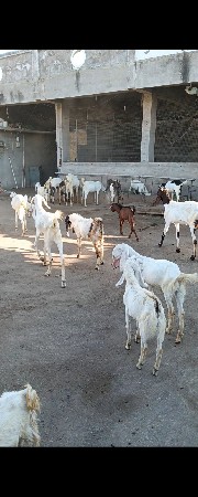 બકરા વેચવાના છે