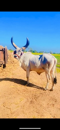 થંબનેલ 3