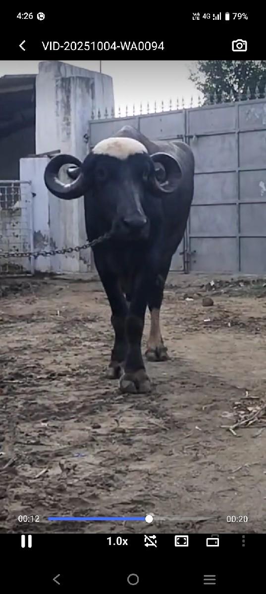 ભેંસ વેચવાની છે