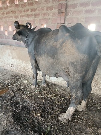 થંબનેલ 3