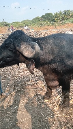 थंबनेल 2