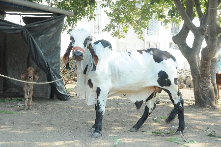 ઓરિજનલ ગીર નસલ નો ખૂટ વેચવાનો છે.