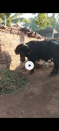 थंबनेल 3