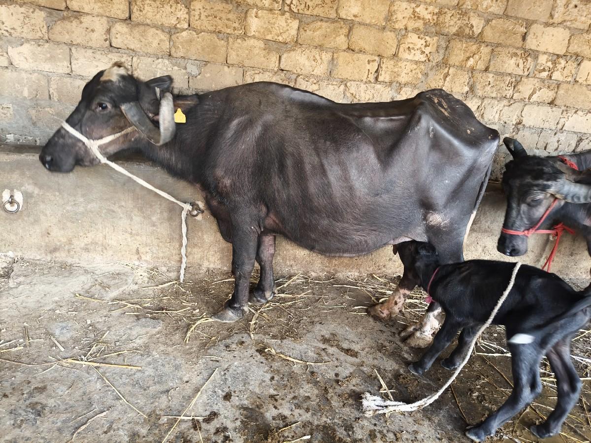 थंबनेल 2