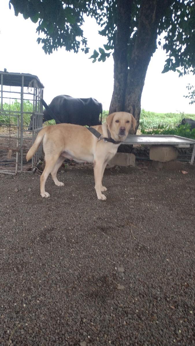 લેબ્રાડોર ફિમેલ સાથે સાટા કરવાના