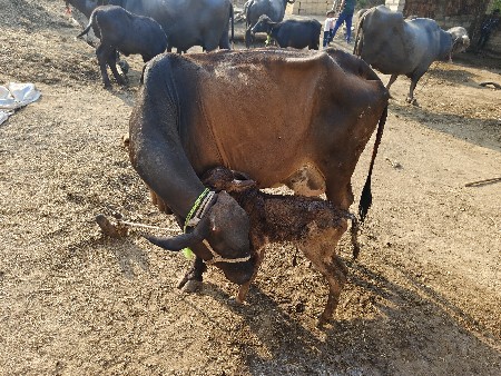 થંબનેલ 1