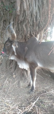 થંબનેલ 2