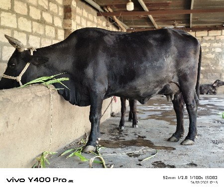 થંબનેલ 2