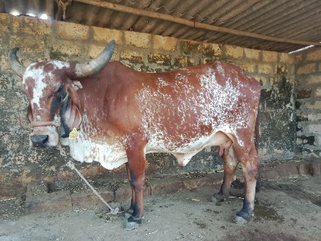 ગાય વેચવાની છે