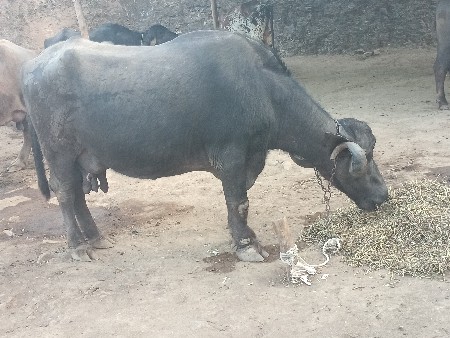 थंबनेल 2