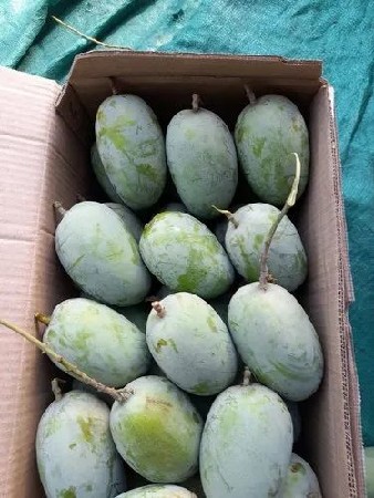 નારિયેળ તરબૂચ કેરી