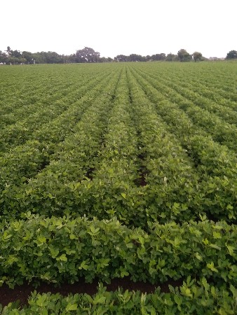 ગિરનાર 4 અને જી 20  કોરી મગફળી