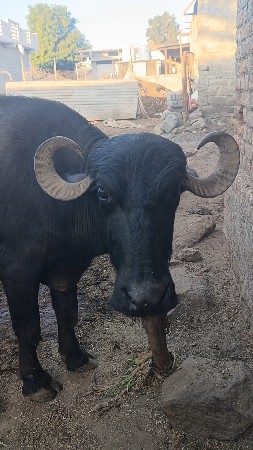 થંબનેલ 3