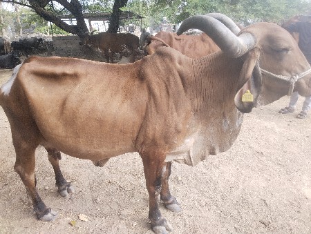 थंबनेल 3