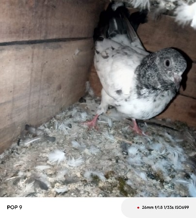 ગીર વાંસલડી 3 ગાય 4