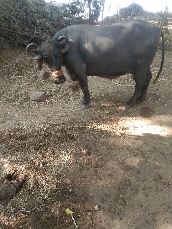 ભેસ વેચવાની છે.