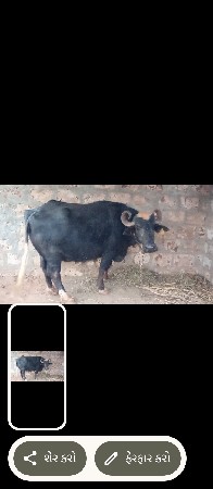 ભેંસ તિઝુવિયાછે